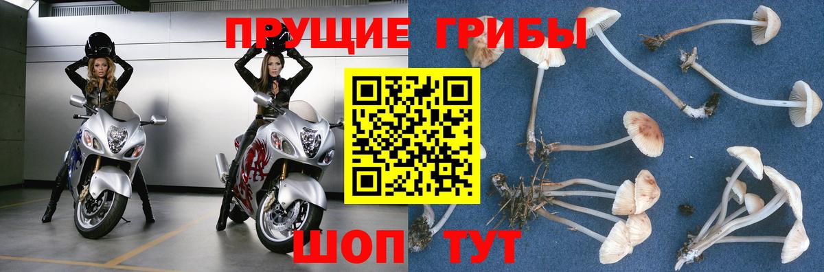 Галлюциногенные грибы Psilocybe  Вход с VPN  Севастополь 